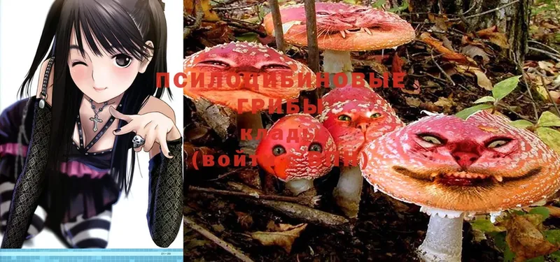 где продают   Иланский  Псилоцибиновые грибы Psilocybine cubensis 